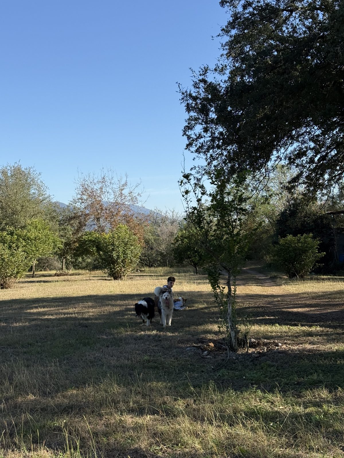 Las 10 hectáreas de Dogsout Hotel con los perros explorando libres