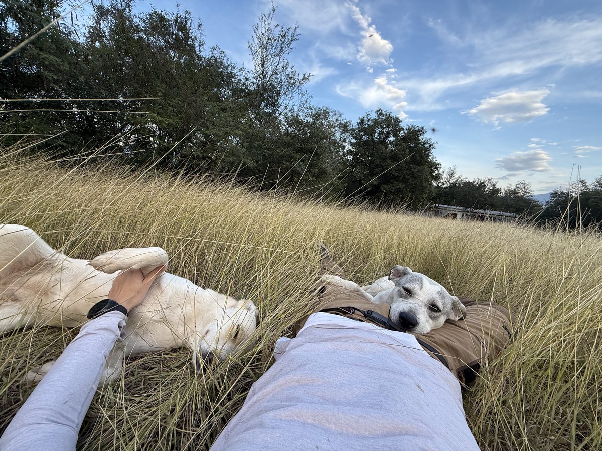 Perros descansando con su cuidador en el campo al atardecer