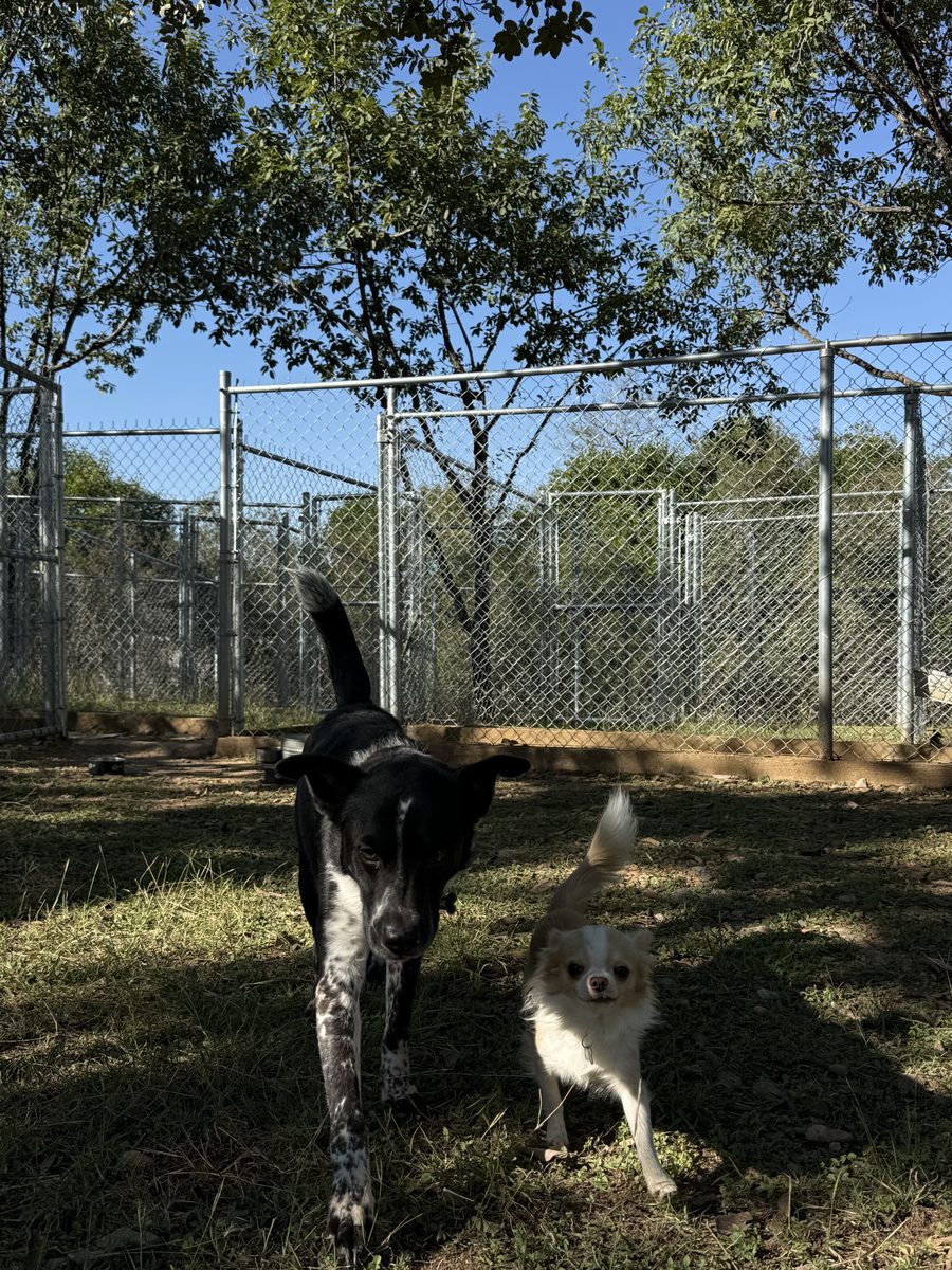 Cuartitos individuales para perros pequeños y medianos