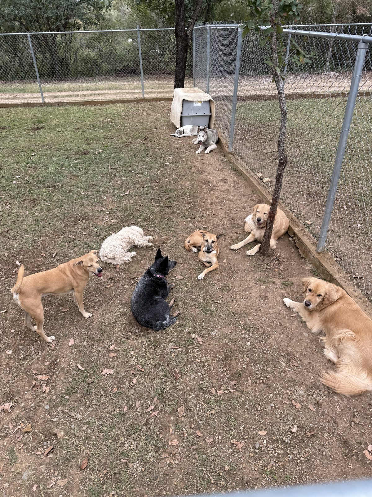 Convivencia diaria de los huéspedes de Dogsout Hotel con el equipo