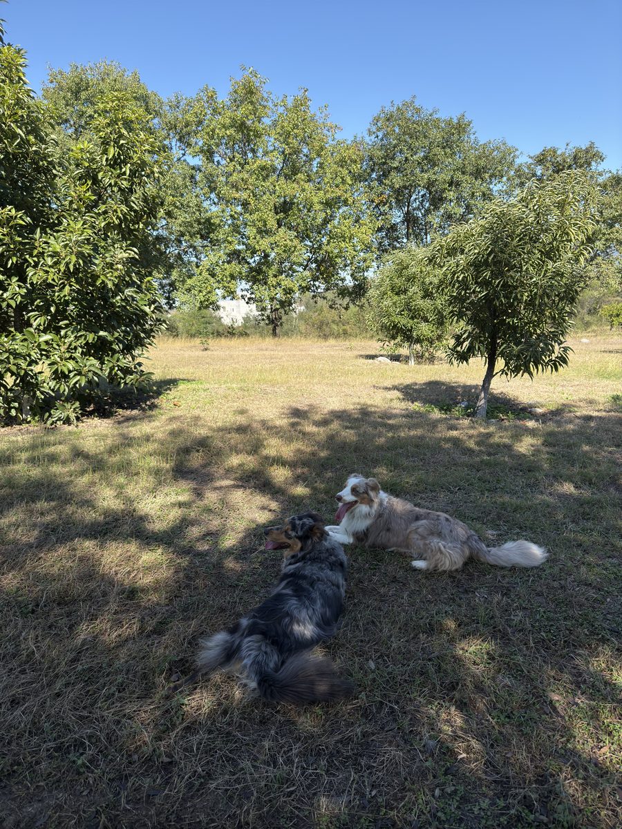 Perro corriendo libre en el pasto natural